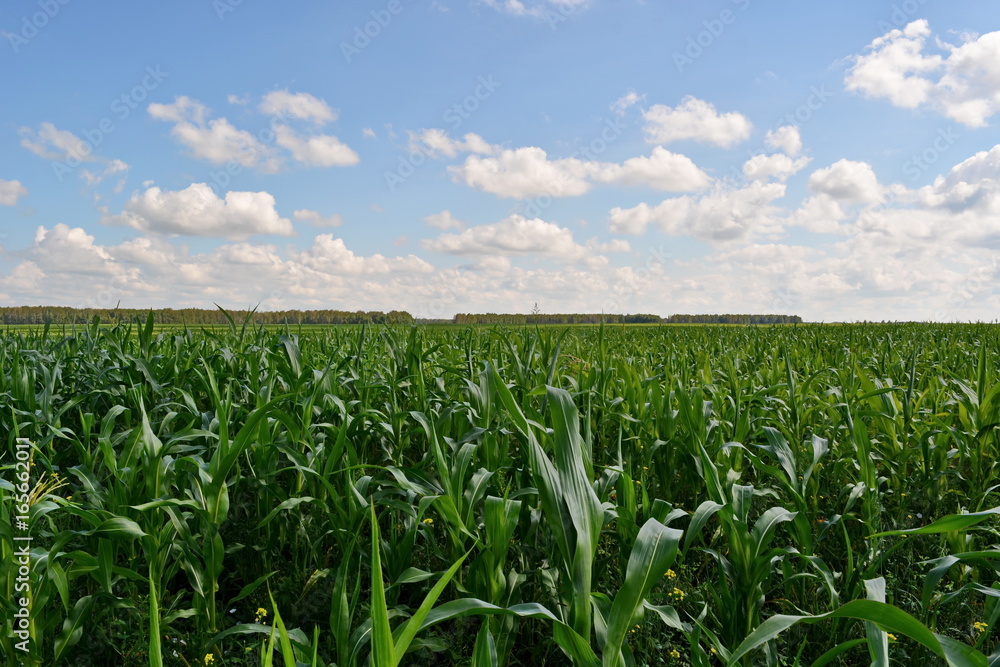 big green farm agricultural field with blue sky in the background and the distant dense forest big green farm agricultural field with blue sky in the background and the distant dense forest