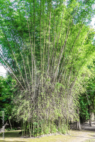 Bamboo grove in the forest