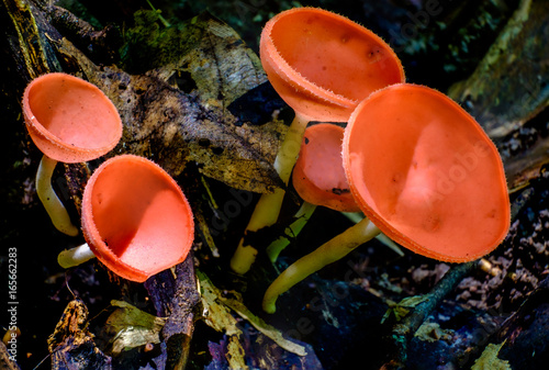 Fungi