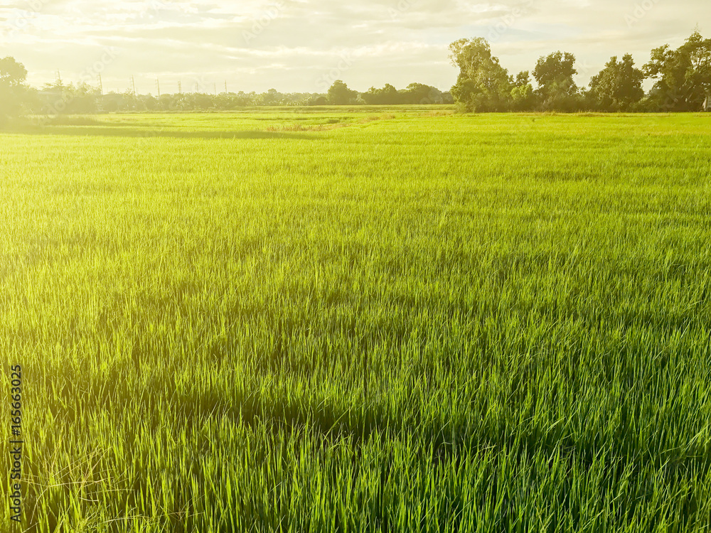 rice field in the evening sun