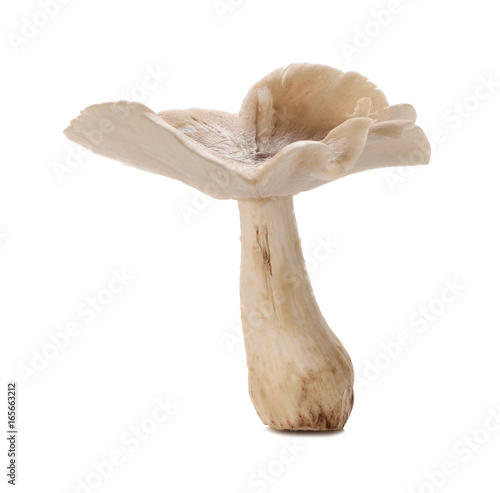 Termitomyces mushroom or termite mushroom isolated on white background