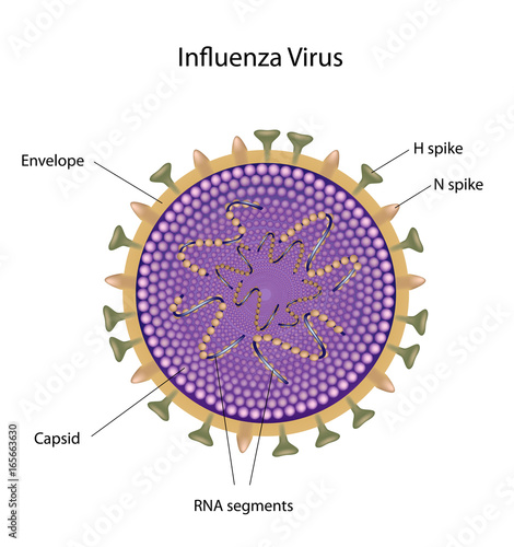 Influenza virus: bird flu and swine flu photo