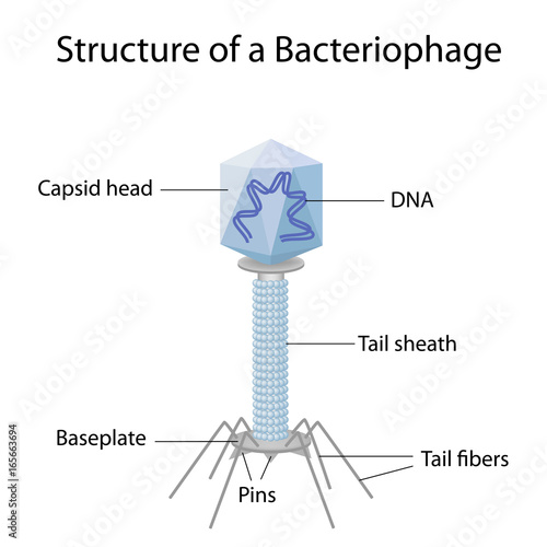 Structure of a bacteriophage photo