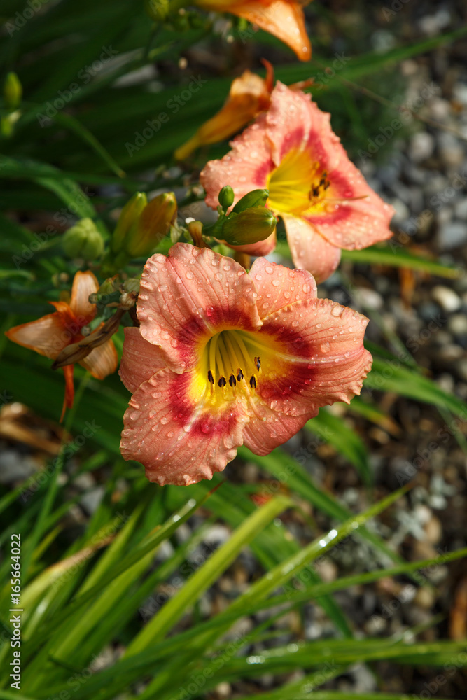 A lily orange flower with dew drops in the garden. A lily orange flower with dew drops in the garden.
