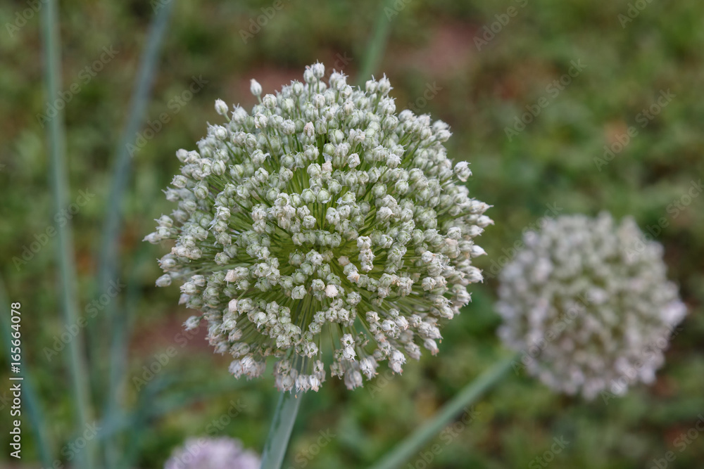 Onion flower in summer afternoon Onion flower in summer afternoon