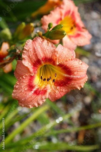 A lily orange flower with dew drops in the garden.Lílium