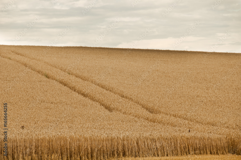 champs de blé à la campagne