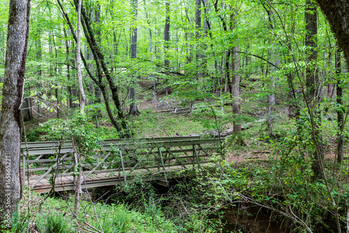 Bridge Through Green  Spring Forest