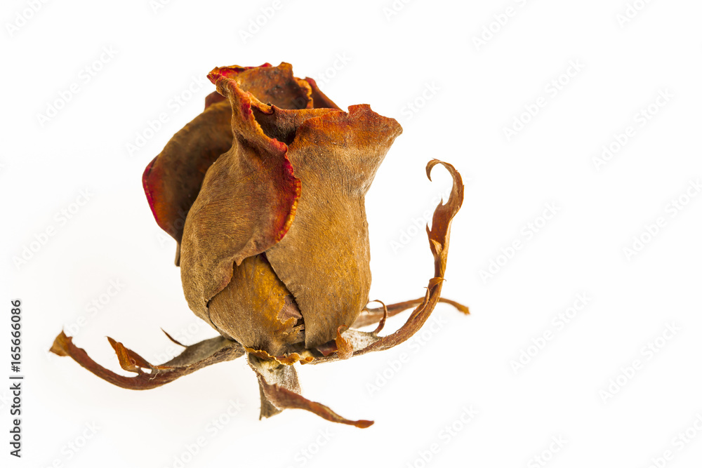 Obraz premium Dried Rose