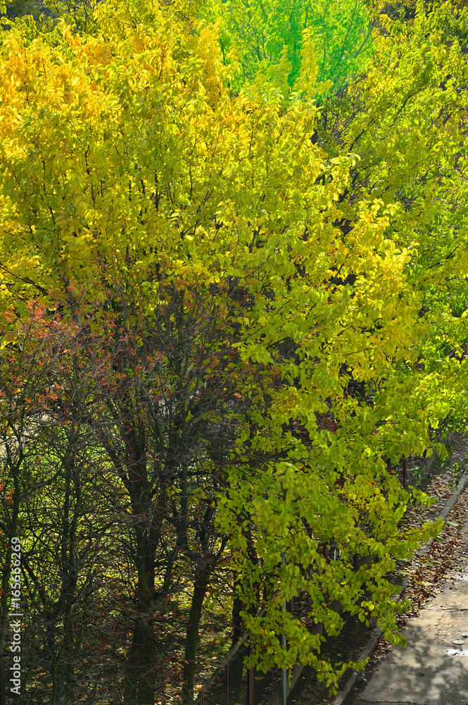 Naklejka premium drzewa przy ulicy