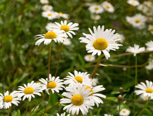 Camomile in summer garden at morning. nature  flower