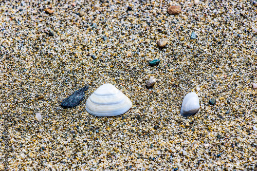 Sable et coquillages