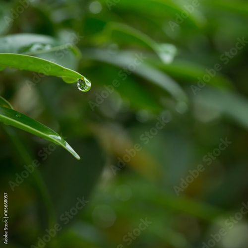 rain drop on green leaf nature
