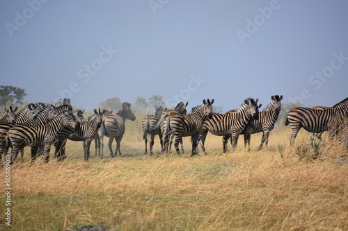 Zebras in Moremi Game Reserve  Okavango Delta  Botswana  Africa