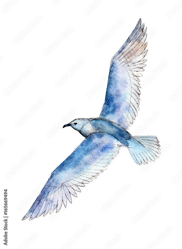Fototapeta premium Watercolor seagull isolated on white background, hand drawn illustration.