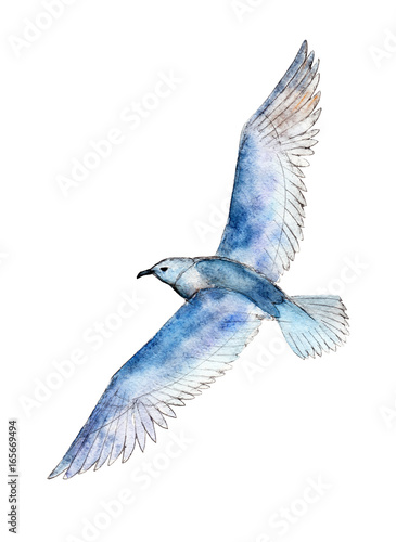 Watercolor seagull isolated on white background, hand drawn illustration.