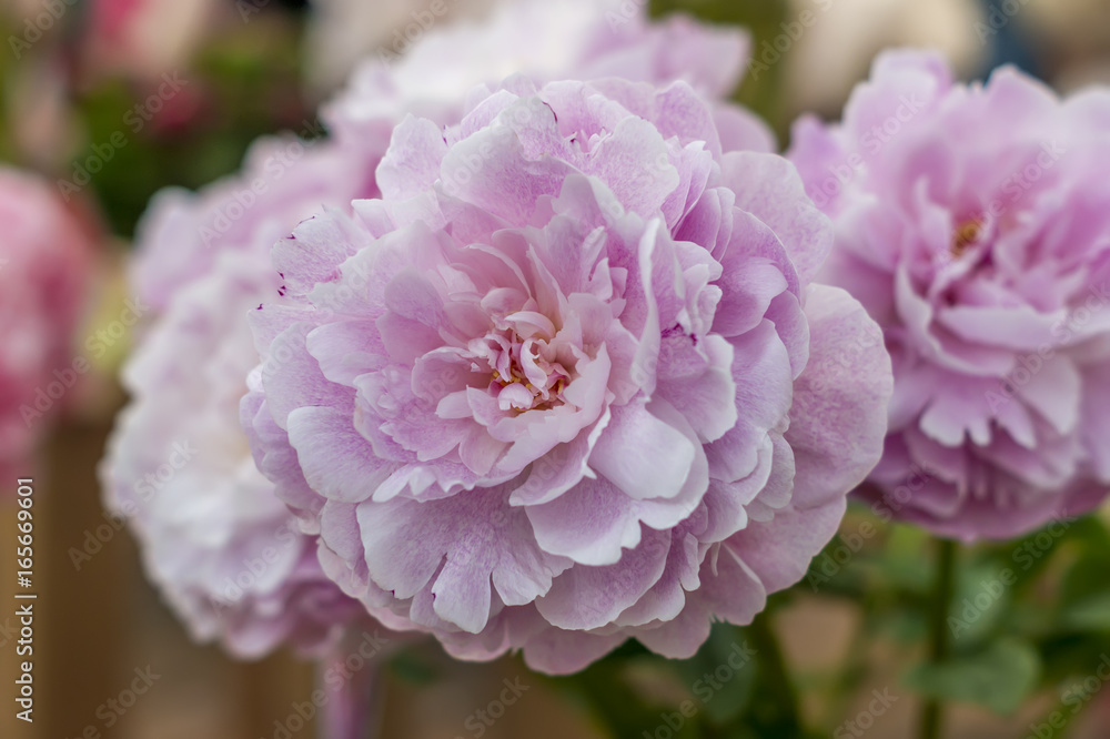 pink peony flower pink peony flower