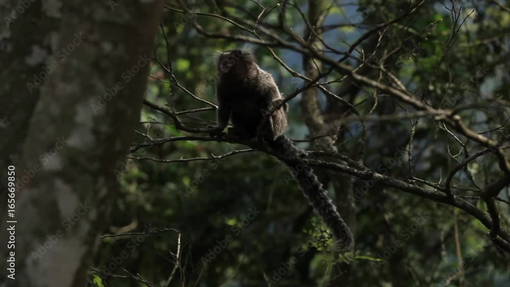 Rio de Janeiro: Tamarin Monkey on Tree (4) Rio de Janeiro: Tamarin Monkey on Tree (4)