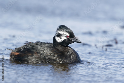 White-tufted Grebe or Rolland's Grebe (Rollandia rolland) adult swimming on freshwater lake, Pebble Island, Falkland Islands, November 2016
