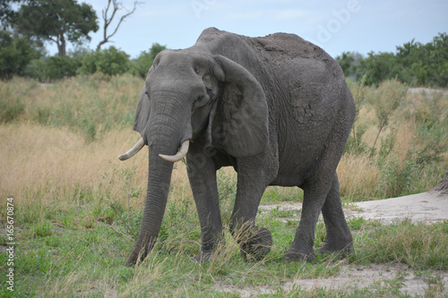 Pregnant Elephant, Moremi Game Reserve, Okavango Delta, Botswana, Africa