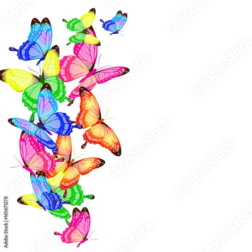 beautiful color butterflies set  isolated  on a white