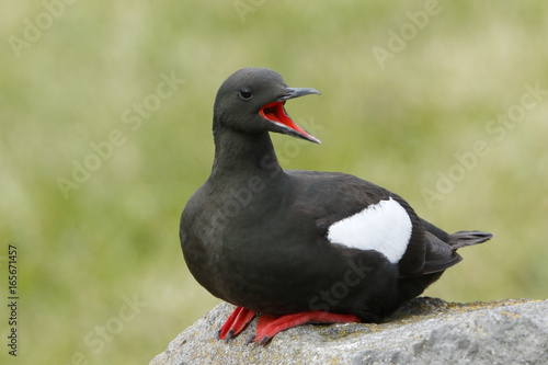 Black Guillemot (Cepphus grylle) adult perched on rock on Vigur Island, Iceland, August 2016