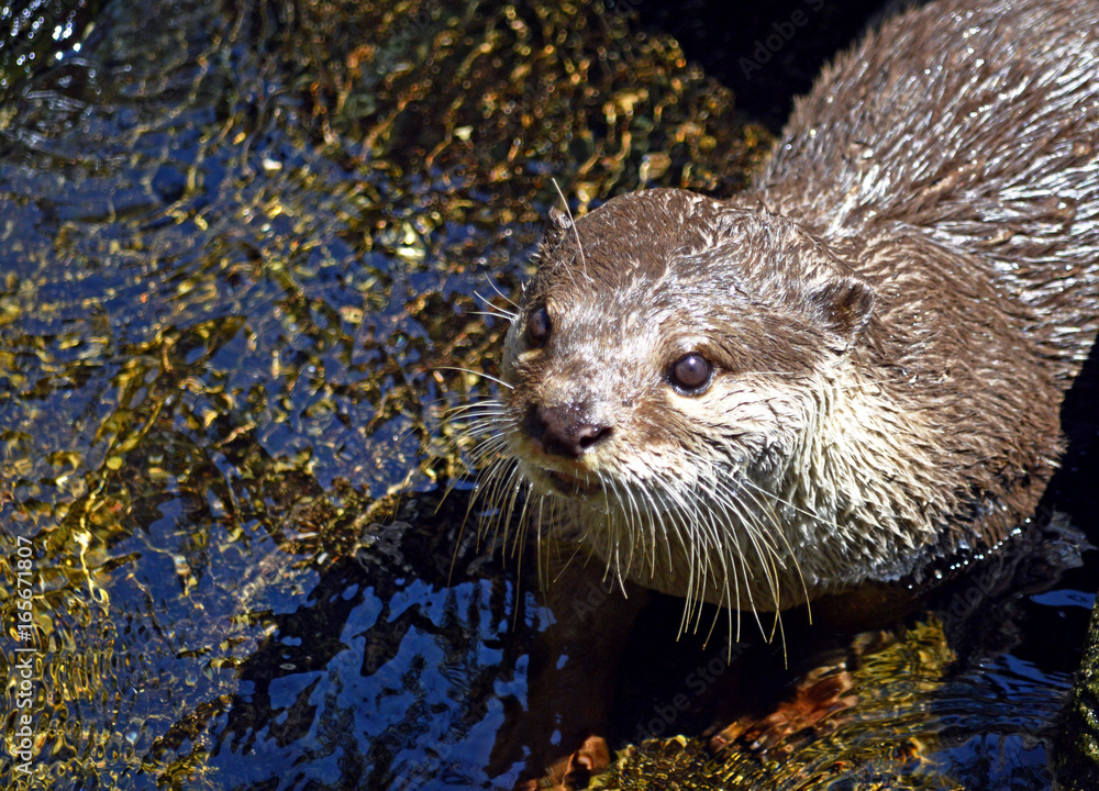 Otter on the water, close-up. Otter on the water, close-up.