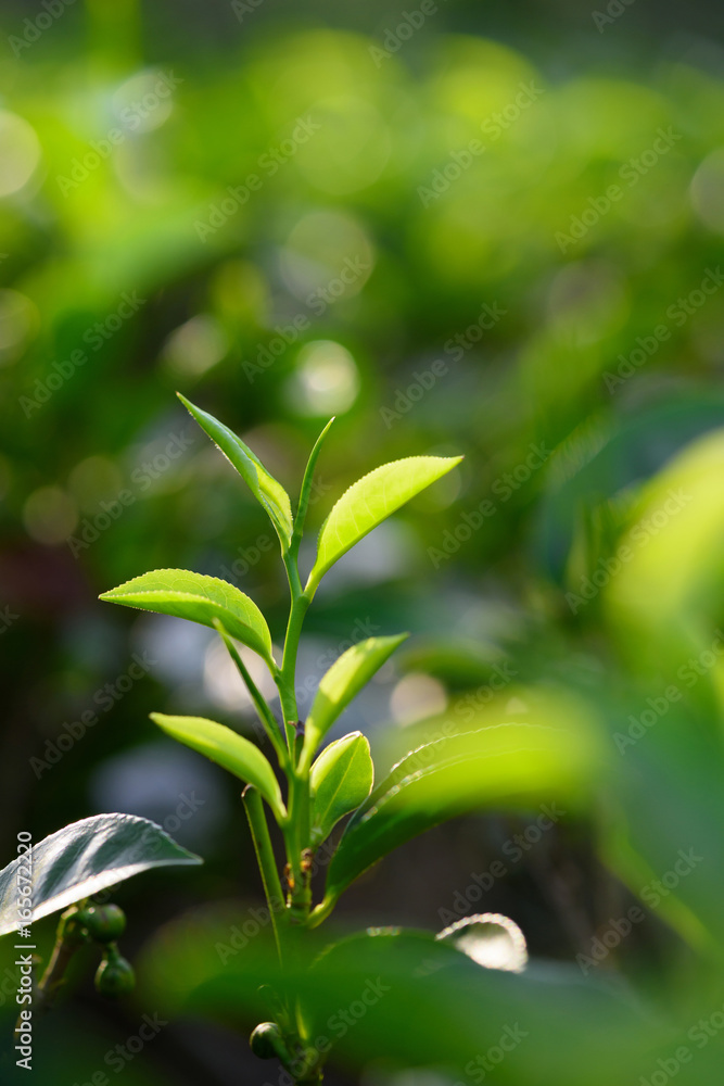 Fresh green tea leaves and sprout on tea bush at Sri Lanka
