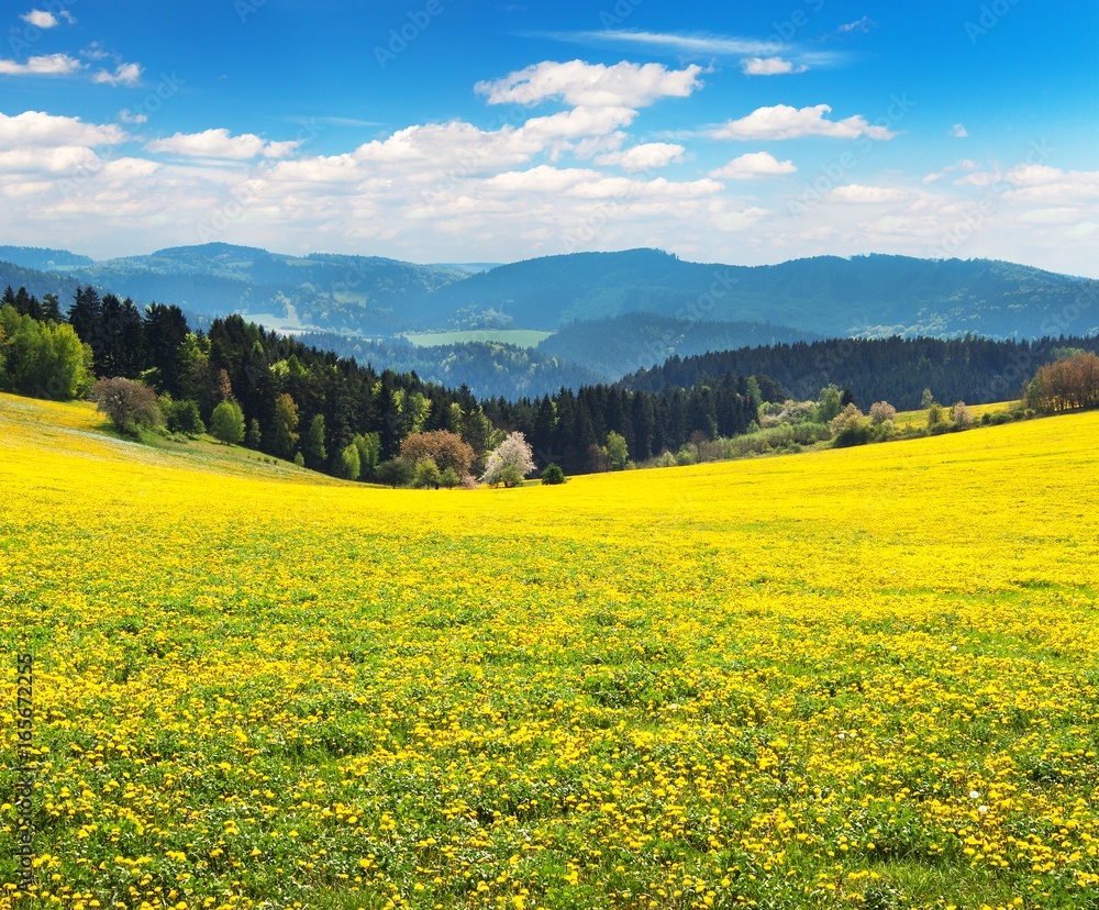 yellow flowering meadow full of dandelion