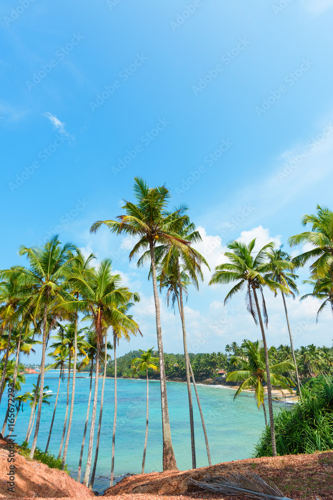 Fototapeta premium Palm trees on tropical coast over lagoon