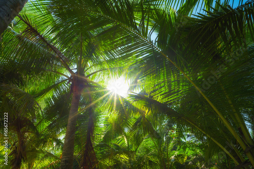 Palm trees leafs pattern with bright sun with rays