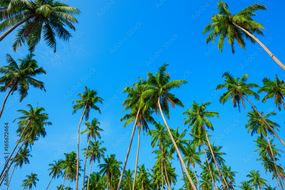 Coconut palm jungle on tropical island Coconut palm jungle on tropical island