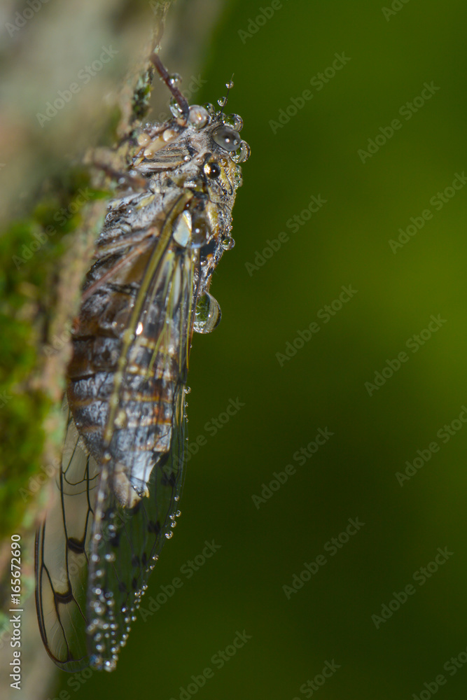 Cigale sitzt am Baumstamm