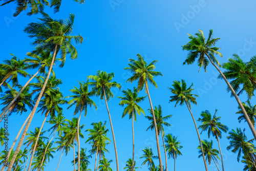 Tropical coconut palm trees on island with blue clean sky