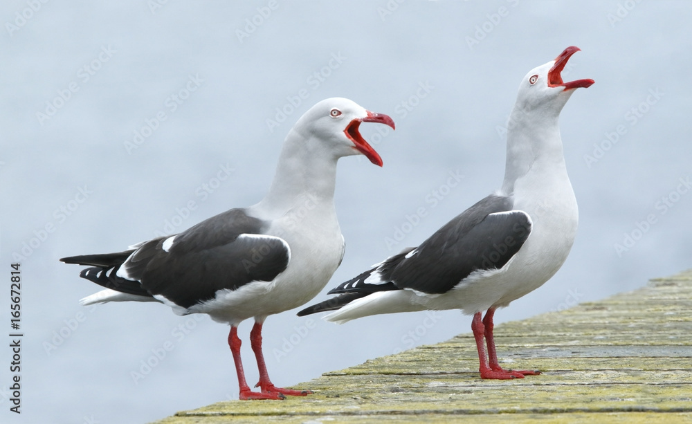 Fototapeta premium Dolphin Gull (Leucophaeus scoresbii), pair of adults calling together, Pebble Island, Falkland Islands, November 2016