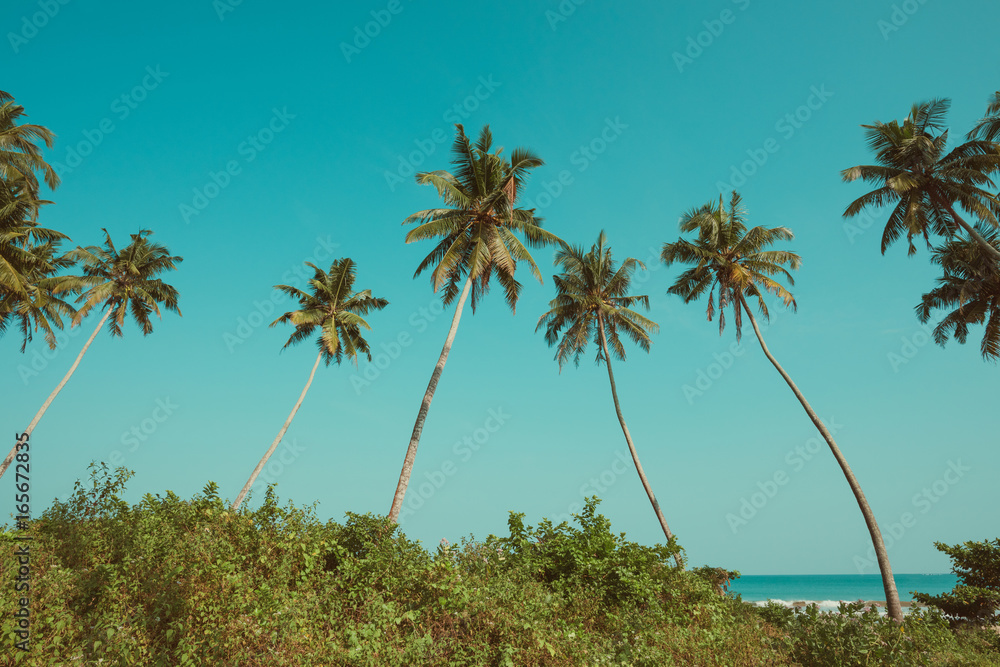 Obraz premium Palms on tropical beach retro filtered