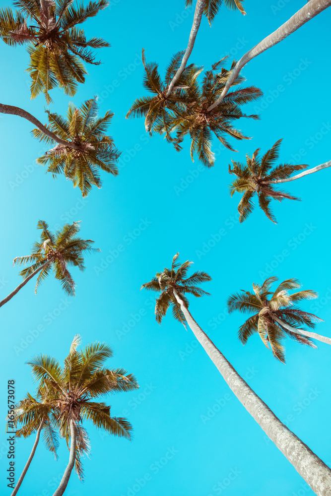 Vintage stylized tropical palm trees perspective view from the ground up to the sky