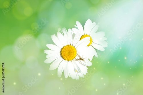 Daisies in Sunny green background with spider on the petal. Macro. The light airy image