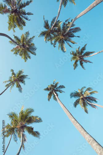 Palm trees vintage filtered perspective view from ground up to the clear summer sky at tropical island beach