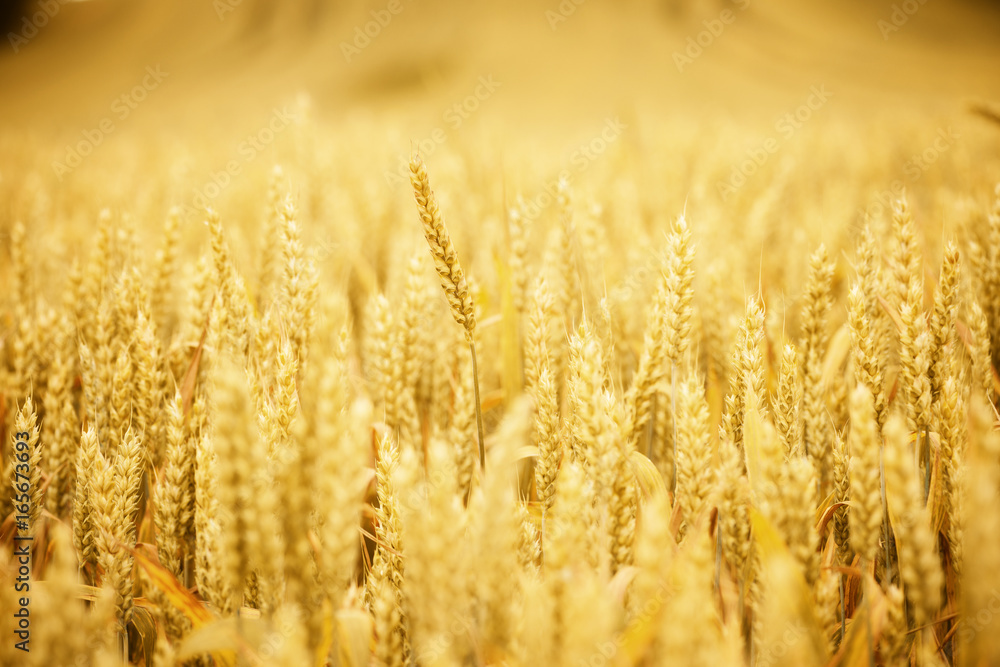 Wheat ear on wheat field Wheat ear on wheat field