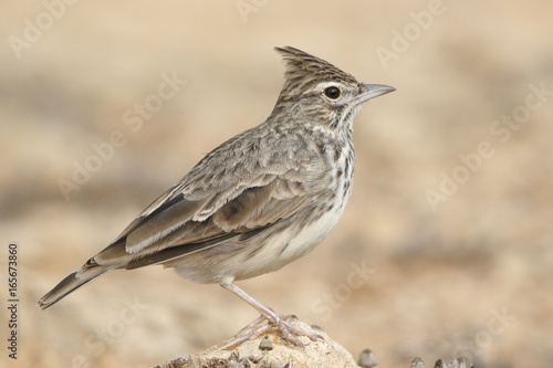 Thekla Lark (Galerida theklae), adult standing on dry ground, on coast, Porto Colom, Mallorca, Spain, September 2016.