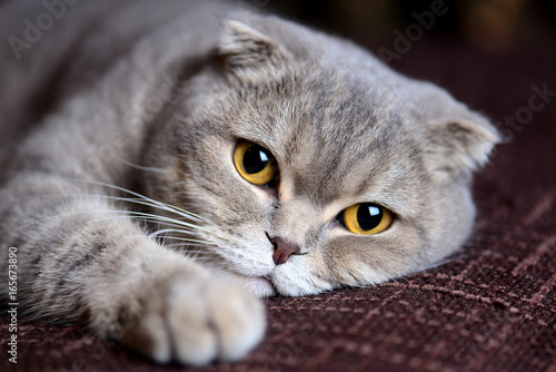 Fototapeta Naklejka Na Ścianę i Meble -  My Scottish Fold cat