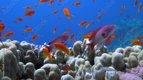 colorful fish on coral reef, Red sea photo