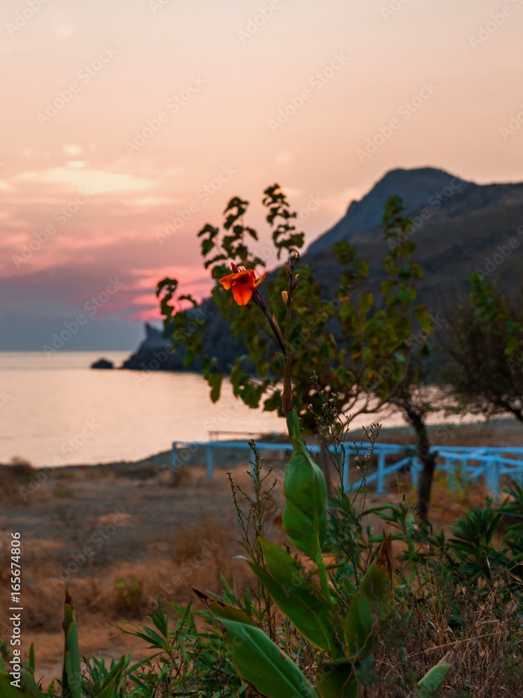 Sunset above seascape and flower in island Lemnos, Greece.