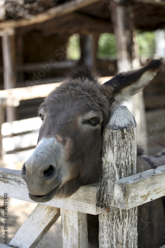 Cute domestic donkey
