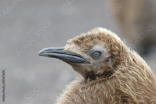 King Penguin (Aptenodytes patagonicus), close up of head of chick in rookery, Volunteer Point, East Falklands, November 2016