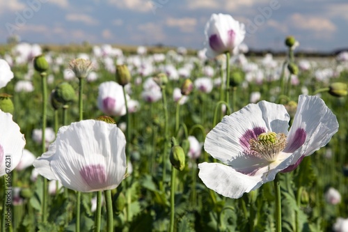 Fototapeta Naklejka Na Ścianę i Meble -  Detail of flowering opium poppy, poppy field