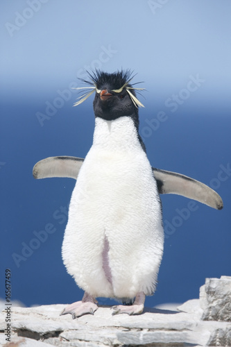 Southern Rockhopper Penguin (Eudyptes chrysocome), adult bird in breeding colony standing upright on edge of cliff, Sealion Island, Falkland Islands, November 2016
