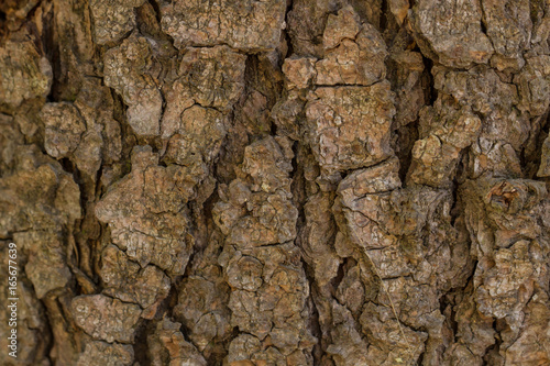 Texture of the bark of the Himalayan pine 
