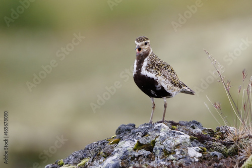European Golden Plover (Pluvialis apricaria) adult bird in breeding plumage, calling and standing on volcanic lava, Lake Myvatn, Iceland, August 2016